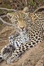 Leopard, Kruger National Park, South Africa