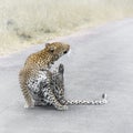 Leopard in Kruger National park, South Africa