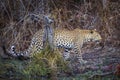 Leopard in Kruger National park, South Africa