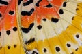 Leopard Lacewing Butterfly (Cethosia cyane) Royalty Free Stock Photo