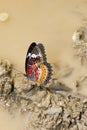 Leopard Lacewing butterfly, Cethosia cyane cyane, Satakha Royalty Free Stock Photo