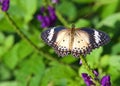 Female leopard lacewing butterfly on green leaves with purple flowers