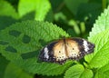 Female leopard lacewing butterfly on green leaves