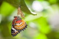 Leopard lacewing butterfly