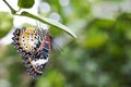 Leopard Lacewing Butterfly female on kaffir lime leaves, Cethosia cyane euanthes