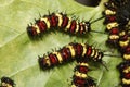 Leopard lacewing caterpillar Royalty Free Stock Photo