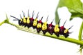 Leopard Lacewing caterpillar Royalty Free Stock Photo