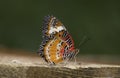 Leopard lacewing cethosia cyane butterfly Royalty Free Stock Photo