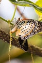 Leopard lacewing Cethosia cyane euanthes butterfly