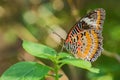 Leopard Lacewing - Cethosia cyane