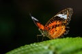 Leopard Lacewing - Cethosia cyane