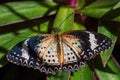 Leopard Lacewing - Cethosia cyane