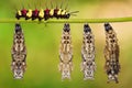 Leopard Lacewing Cethosia cyane pupae and caterpillar