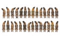 Leopard Lacewing Cethosia cyane pupae Royalty Free Stock Photo