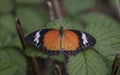 Leopard lacewing cethosia cyane butterfly Royalty Free Stock Photo