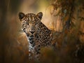 The leopard is a large and powerful wild cat species