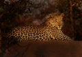 Leopard at Last Lght Royalty Free Stock Photo