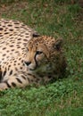 A leopard lay on the lawn