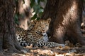 a leopard laying in the shade under a tree Royalty Free Stock Photo