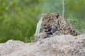 Leopard laying on a termite mound