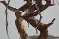 A Leopard Lazing About In A Tree Branch Royalty Free Stock Photo