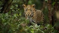 Leopard ldense African forest Royalty Free Stock Photo