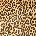 Leopard leather pattern texture