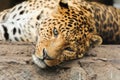 leopard Royalty Free Stock Photo