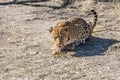 Leopard licking after feeding