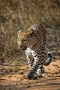 Leopard licking its lips in Kruger National Park