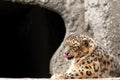 The leopard licks lips against the background of a stone wall