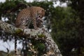 Leopard licks paw sitting on lichen-covered branch