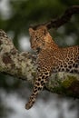 Leopard lies on branch dangling leg down Royalty Free Stock Photo