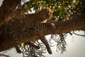 Leopard lies on branch dangling legs down