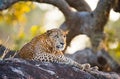 The leopard lies on a large stone under a tree. Sri Lanka.