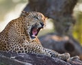 The leopard lies on a large stone under a tree and yawning. Sri Lanka.