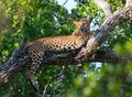 The leopard lies on a large tree branch. Sri Lanka.