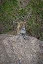 Leopard lies on shady rock watching camera Royalty Free Stock Photo