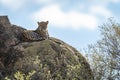Leopard lies on sunlit rock watching camera Royalty Free Stock Photo