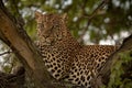 Leopard lies on tree branch watching camera Royalty Free Stock Photo