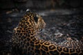 Leopard lies in zoo Royalty Free Stock Photo