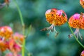 Leopard lilies by the lake at the Leckford Estate, Longstock, Hampshire UK