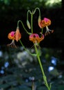 Leopard lilies by the lake at the Leckford Estate, Longstock, Hampshire UK