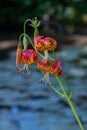 Leopard lilies by the lake at the Leckford Estate, Longstock, Hampshire UK