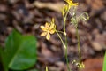 Leopard lily, Iris domestica Royalty Free Stock Photo