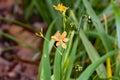 Leopard lily, Iris domestica Royalty Free Stock Photo