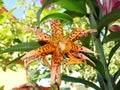 Leopard lily orchid in the shape of a star. a romantic symbol of love and female erotic pleasure.