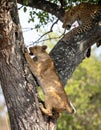 Leopard and Lion Cub in a Tense Tree Confrontation Royalty Free Stock Photo