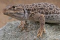 Leopard lizard Royalty Free Stock Photo