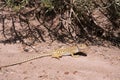 Leopard Lizard Royalty Free Stock Photo